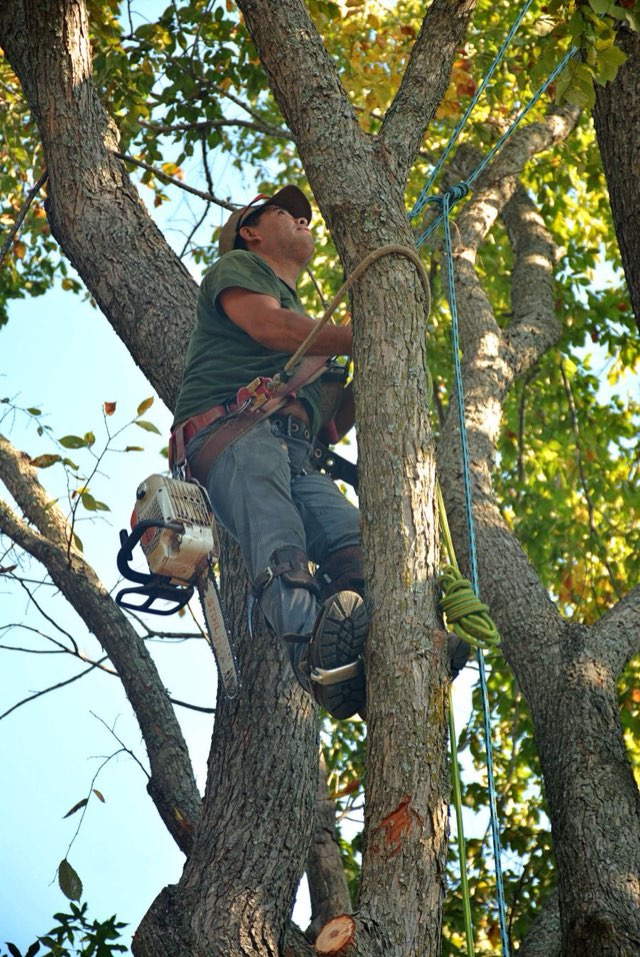 Climber with rope and spurs ascending a tall trunk