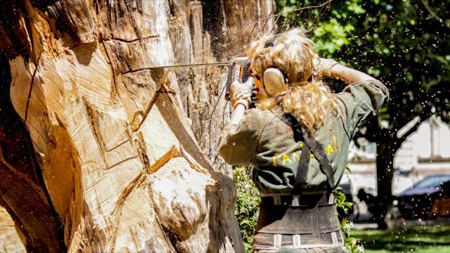 Arborist cutting through a large trunk, chips flying