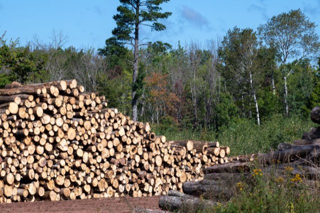 Large pile of cut logs stacked after a removal
