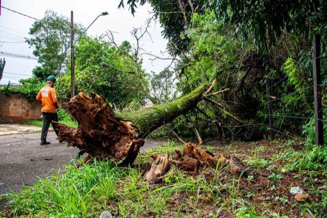Worker in hi-vis clearing a large uprooted tree lying across a road