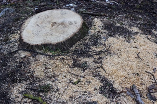 Freshly ground stump flush with the surrounding ground